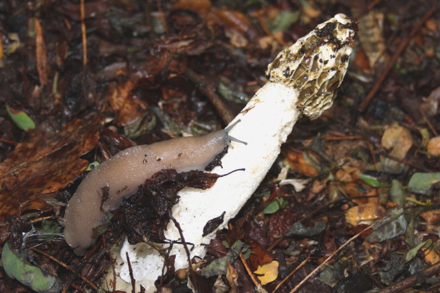 Gestroa (Limax) strobeli? - o Limax di testa blu?